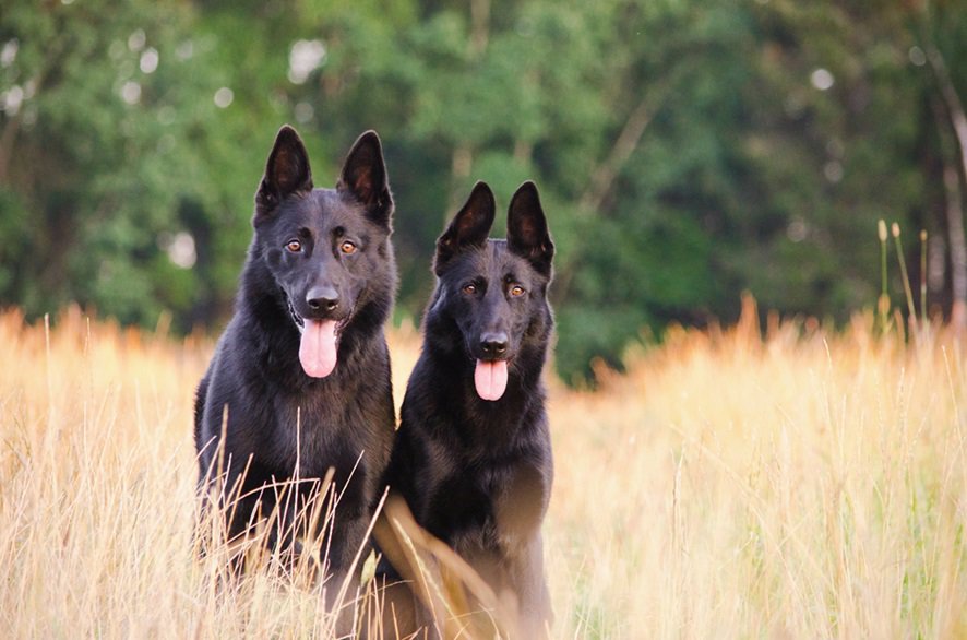 croquettes pour chiens avec ou sans céréales - articles