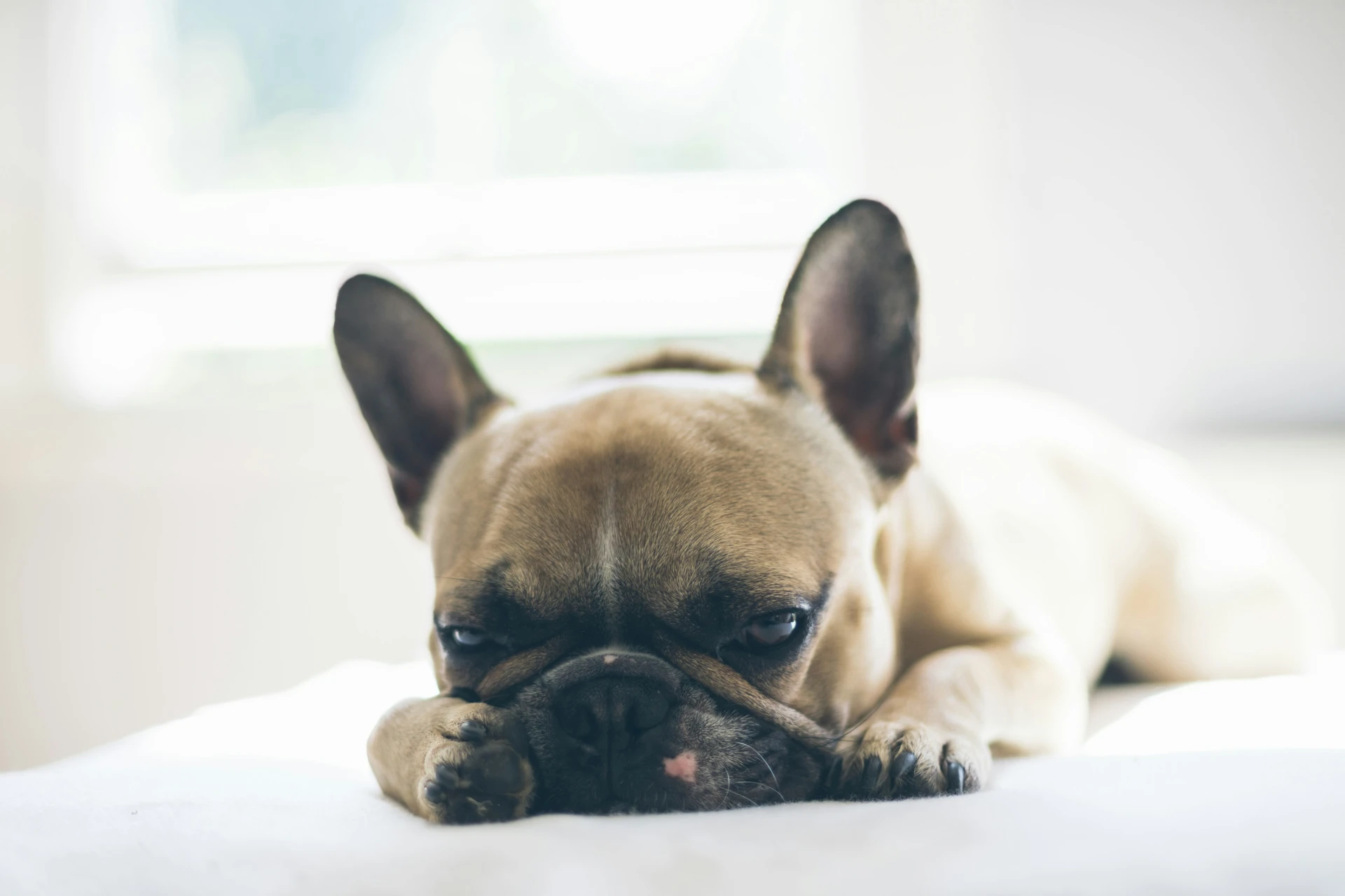 bouledogue français allergie alimentaire