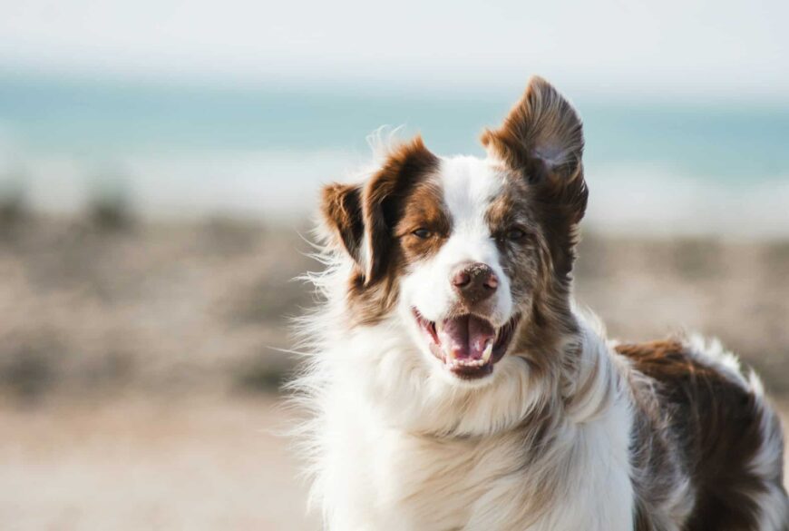 Ingrédients Allergènes chez le chien